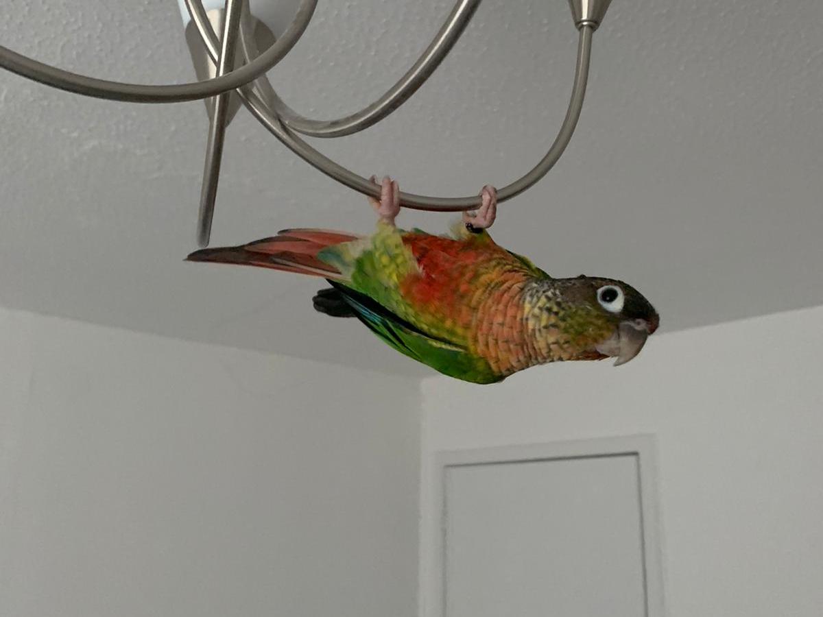 10 Ways to Get Your Pet Parrot to&nbsp;Exercise!