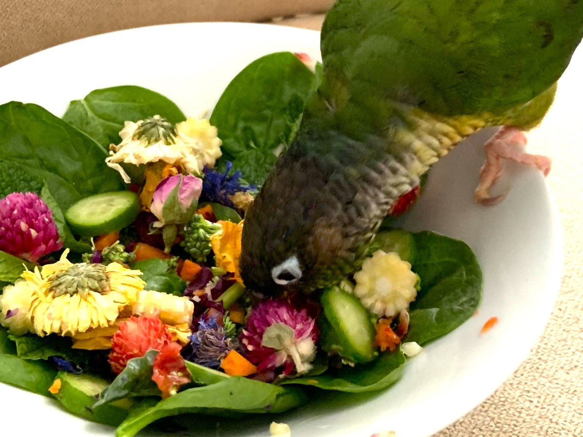The Do’s and Don’ts of Parrot Diet&nbsp;Conversion!