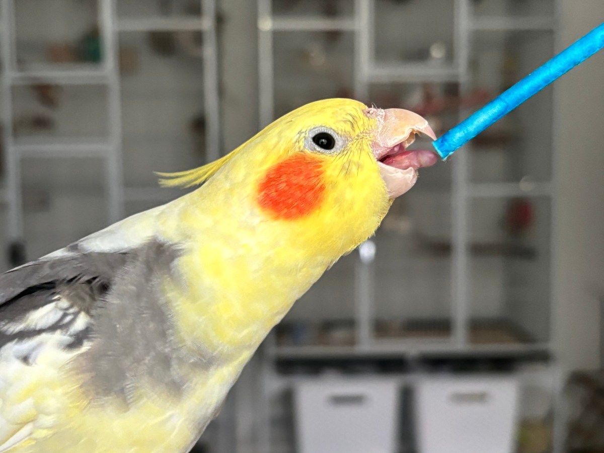 Tailoring Your Training To Your&nbsp;Parrot!