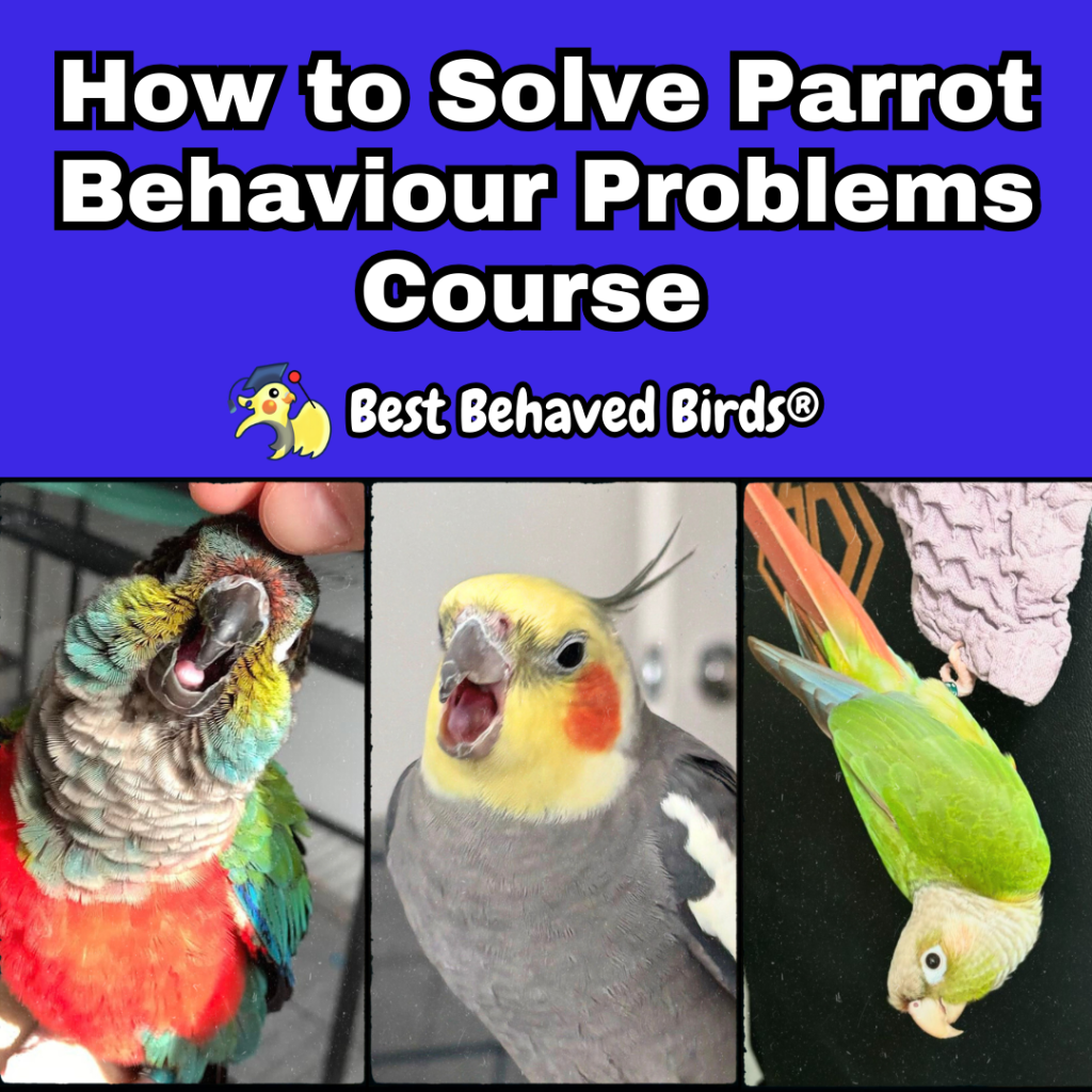 Courses and Freebies – Best Behaved Birds