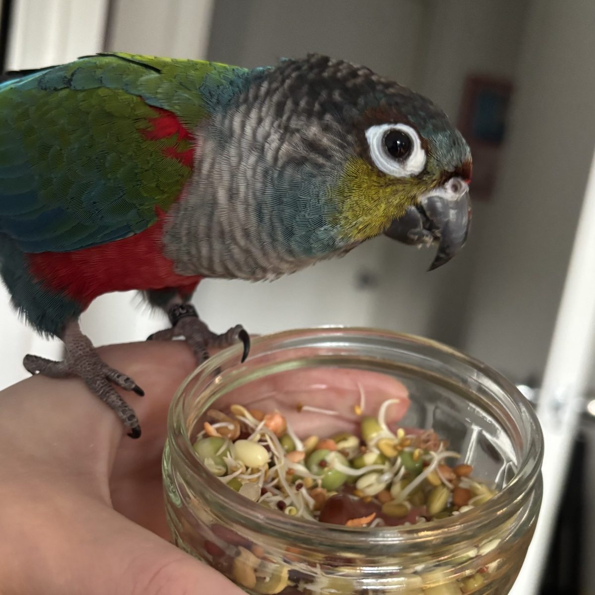 How to Get Your Bird to Eat Vegetables – Parrot Diet Conversion&nbsp;Tips